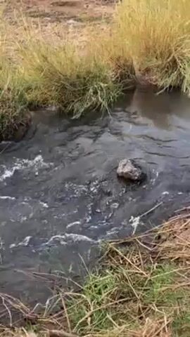 The video shows a small, shallow stream flowing through a grassy area.  The water is somewhat murky, and there is a rock in the middle of the stream. The grass on the banks is mostly dry and yellowish. The water flows from the top to the bottom of the frame.  There is no one visible in the video.  The camera is stable.