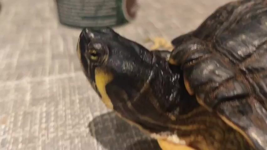 The camera focuses on a small turtle with a black head and yellow stripes. It is sitting on a grey tiled surface. A blurry object can be seen in the background. The turtle appears still, looking off to the side.