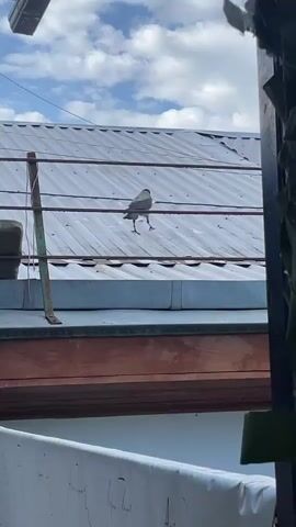 A bird stands on a wire stretched across a corrugated metal roof. The bird is facing right and has a piece of food in its beak. The sky above is blue with scattered white clouds, suggesting it is daytime. The scene appears to be in an outdoor, possibly urban or suburban, setting given the wires and the roof. The angle of the shot looks like it might have been taken from a window or balcony. There is no visible text in the media.