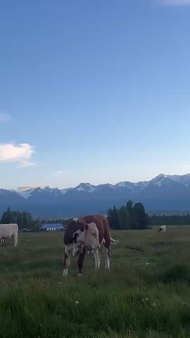 The video shows a brown and white cow standing in a grassy field with mountains in the background. The cow is facing to the left and scratching its head with its hind leg. In the background, there is a white cow to the left, a building and trees in the middle distance, and another white cow on the right. The sky is blue with a few clouds. The video is shot from a slightly low angle.