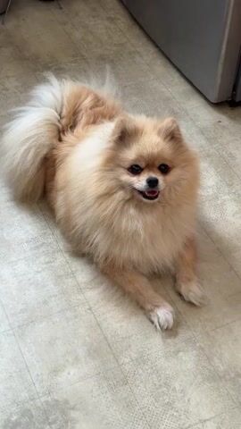 A fluffy Pomeranian dog lies on a tiled floor. The dog is light brown and cream colored, with a bushy tail curled over its back. Its mouth is slightly open, and it appears to be looking forward. The floor is a light beige color with a subtle pattern. In the background, a gray metallic object, possibly a refrigerator or a cabinet, is visible. The lighting suggests an indoor environment, likely a kitchen.