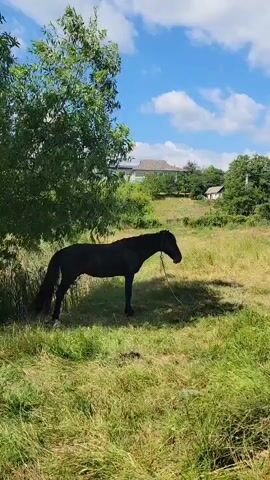 A dark-colored horse stands tethered in a grassy field under a tree. In the background, there are houses on a hill under a blue sky with white clouds. The horse is facing to the right, with its head lowered. The sun is shining, casting shadows on the ground.