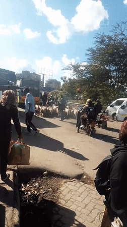 Goat herd blocks traffic on busy Nairobi street