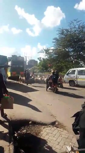 Goat herd blocks traffic on busy Nairobi street