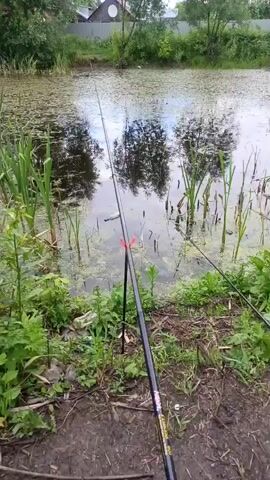 This is a video recording of a peaceful, natural setting by a body of water, likely a pond or a slow-moving river, in or near Ivanovo, Russia. The scene is dominated by the water, which is partially covered with aquatic vegetation, giving it a slightly murky, green appearance. Tall reeds and other water plants grow along the banks and in the shallows, creating a lush, wild environment. The water reflects the surrounding trees and the sky, suggesting a calm atmosphere.

In the foreground, two fishing rods are set up, indicating the activity of fishing. One rod is prominently positioned in the center, propped up by a red rod holder. The second rod extends further to the right, also positioned for fishing. The ground in front of the rods is covered with dirt, grass, and some scattered debris, suggesting a natural, uncultivated bank.

In the background, beyond the water, there is a line of trees and foliage, with a hint of a structure, possibly a house with a white circular element, and a fence. The overall impression is one of a quiet, leisurely day spent outdoors, likely in the late spring or summer, given the green vegetation and the reflections of trees. The weather appears to be overcast or partly cloudy, as the light is diffused, but there are also bright reflections on the water. The mood is serene and tranquil, focused on the quiet pursuit of fishing amidst nature. No people are visible in the frame. There is some visible text on the fishing rod in the foreground, but it is not legible.