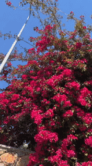 Bougainvillea blooms captured across Alanya's Mediterranean coastline