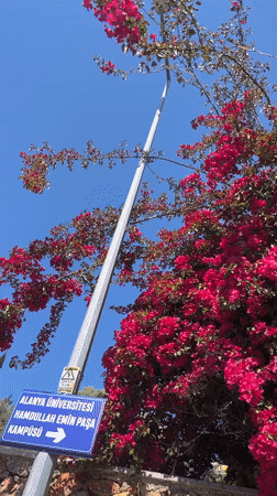 Bougainvillea blooms captured across Alanya's Mediterranean coastline