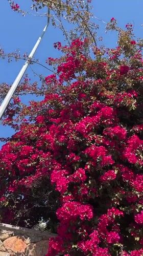 Bougainvillea blooms captured across Alanya's Mediterranean coastline