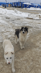 Dogs and person recorded in snowy Russian remote area