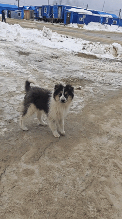 Dogs and person recorded in snowy Russian remote area