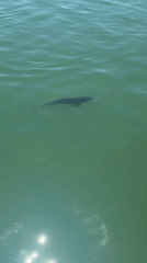 Large marine animal spotted swimming in Burgas Port waters