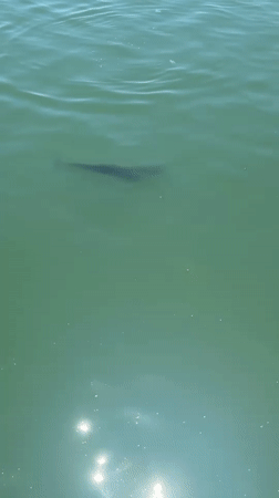 Large marine animal spotted swimming in Burgas Port waters