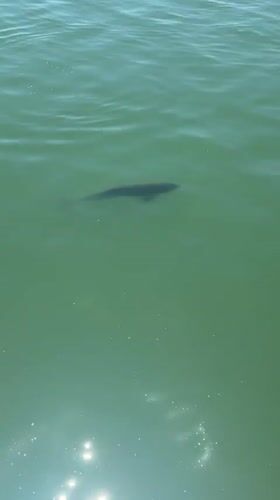 Large marine animal spotted swimming in Burgas Port waters