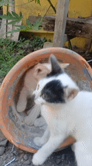 Kittens in an orange bucket, Banyuwangi