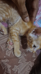 Injured ginger kitten getting care in Patna