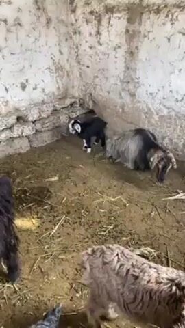 The video shows a pen with goats. There is a small black goat with a white face, one goat that has gray and brown wool, and another dark-furred goat in the foreground that is partially out of frame. The pen is enclosed by rough, textured walls that look like they are made of stone. The floor is covered with hay and mud. The black goat is bleating.