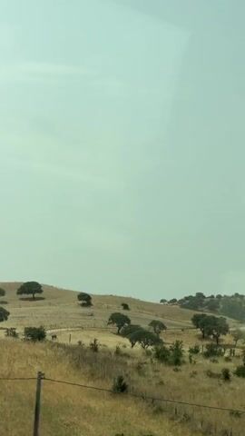 The video shows a pastoral landscape viewed from a moving vehicle, likely a car. The scene features rolling hills covered in dry, golden grass and dotted with scattered trees, many of which appear to be oaks. A fence runs along the bottom of the frame, suggesting the presence of agricultural land or a protected area. In the distance, more hills are visible, some with clusters of trees and others appearing more barren. The sky is overcast with a pale, greenish-blue hue, giving the scene a hazy or slightly diffused light. The camera is positioned relatively low, looking out and slightly upwards at the landscape. There are no people or animals clearly visible in the footage. The overall impression is one of a dry, rural environment under a muted sky.