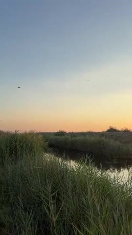 The video shows a serene sunset scene in a natural environment. The sky transitions from a clear pale blue at the top to a warm orange and yellow hue near the horizon, indicating the sun is setting. Silhouetted against the sky are a few small birds in flight. Below the sky, a body of calm water, likely a stream or narrow river, reflects the colors of the sunset and the surrounding vegetation. Tall, green reeds and grass line the banks of the water, creating a lush, natural border. The sun itself is visible just above the horizon, partially obscured by the silhouette of distant foliage. A bright lens flare appears in the lower right quadrant of the frame for a brief moment, likely caused by the direct sunlight hitting the camera lens. The overall impression is one of tranquility and natural beauty as day turns to evening.