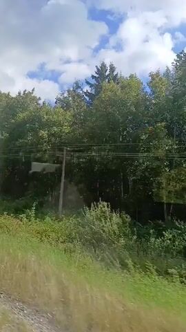 A video shows a moving view of a tree-lined area. The camera appears to be looking out of a vehicle, possibly a train or car, moving alongside a dense forest. The trees are a mix of deciduous and coniferous, with lush green foliage. Sunlight filters through the leaves, creating dappled patterns. The sky is visible above with scattered white clouds against a blue backdrop. There is a grassy embankment in the foreground, and what appears to be a power line or utility pole is visible in the distance. The video captures the serene and natural beauty of the landscape as it passes by.