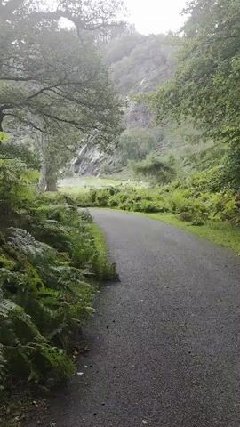 A paved, winding road cuts through a lush, green forest. The road is on the right side of the frame, curving into the distance. On the left side of the road, lush green ferns grow densely, reaching out towards the path. Tall trees with dark green leaves form a canopy overhead, dappled sunlight filters through. In the background, a rocky, mountainous landscape is visible, partially obscured by trees and mist. The overall atmosphere is one of serene, natural beauty.