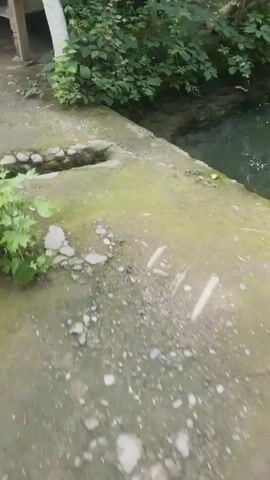 The video shows a close-up view of a clear, shallow stream flowing through a wooded area. The water is partially obscured by moss-covered rocks and lush green foliage. The stream bed appears to be sandy and pebbly. In the distance, more trees and vegetation can be seen. The overall impression is one of a natural, serene environment.