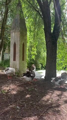 A group of geese are gathered on a dirt path next to a body of water. A tall, narrow, pointed stone structure stands on the left side of the frame, with two geese near its base. One goose is facing left and the other is facing away from the camera. Another goose stands in the center of the frame, facing right. A white goose is partially visible behind the central goose, facing left. To the right, a large tree trunk is prominent, with dappled sunlight falling on the ground. Another goose stands near the tree, facing left. The background consists of dense green foliage and the body of water.
