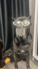 Dog in sunglasses, sunset parking captured in Burgas