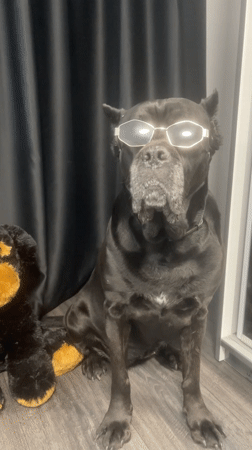 Dog in sunglasses, sunset parking captured in Burgas