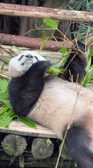 Giant pandas feed on bamboo platforms in Jiulongpo facility