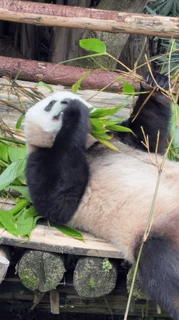 Giant pandas feed on bamboo platforms in Jiulongpo facility