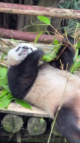 Giant pandas feed on bamboo platforms in Jiulongpo facility