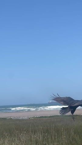The scene opens on a beach with tall grass in the foreground, a sandy beach with waves breaking in the middle ground, and a large cargo ship on the horizon under a clear blue sky. A black vulture lands on a concrete pylon. It stands and looks around.
