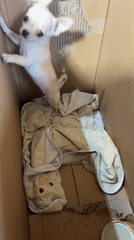 Chihuahua puppy spotted in cardboard box in Sofia