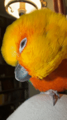 Pet owner documents morning routine with colorful sun conure