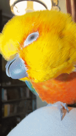 Pet owner documents morning routine with colorful sun conure