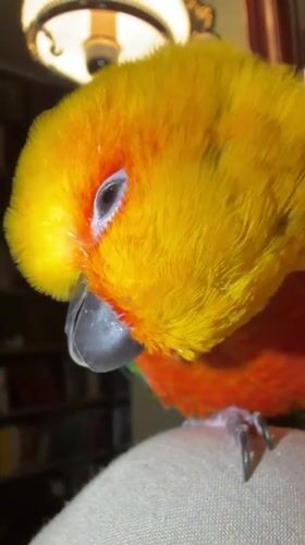 Pet owner documents morning routine with colorful sun conure