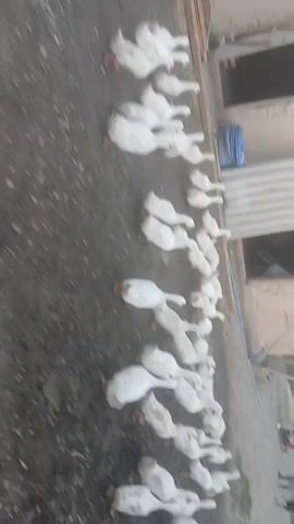 The video shows a flock of white geese in an outdoor setting, likely a farm or rural area in Mihaylovka, Kyrgyzstan. The geese are mostly gathered together on a dirt or gravel surface, with some patches of greenery visible. The camera is held at a slightly downward angle, and the video is quite blurry, making it difficult to discern fine details.

The geese appear to be walking and pecking at the ground, suggesting they are foraging or being herded. Some are in a line, while others are grouped more loosely. The overall impression is of a lively flock interacting in their environment.

The lighting suggests it is daytime, but the weather is unclear due to the blurriness and lack of distinct shadows. The background includes elements that indicate a man-made structure, possibly a building with a door or window, and what looks like a blue hose or pipe coiled on the ground. There is also a glimpse of what might be a vehicle or other equipment in the far background. No people are clearly visible, though there might be indistinct figures in the background.

There is no visible text in the video. The focus is entirely on the geese and their immediate surroundings. The activity is simple and natural – the everyday life of a flock of domestic fowl.