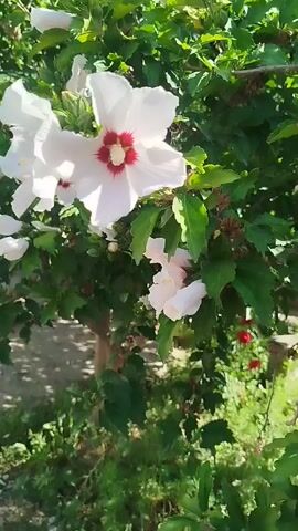 The video displays a close-up view of a blooming hibiscus bush. The flowers are primarily white with a reddish-pink center. The leaves of the bush are dark green. The background shows a blurry natural environment with green foliage and hints of sunlight filtering through. The camera appears to be handheld, with slight movements that pan across the flowers and branches of the bush. There are no people or animals visible in the video. The focus is on the natural beauty of the flowers in bloom.