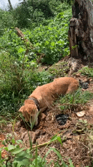 Lazy afternoon in a Nigerian yard with a dog and wildlife