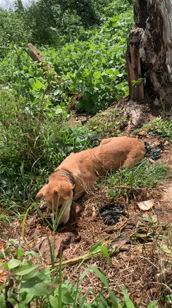 Lazy afternoon in a Nigerian yard with a dog and wildlife