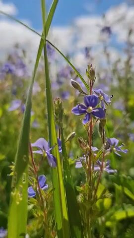 The video begins with a close-up view of small, blue wildflowers interspersed with green grass blades. The camera's focus shifts, blurring the foreground and revealing a distant, out-of-focus view of a green field, a body of water, and a sky dotted with white clouds against a blue backdrop.