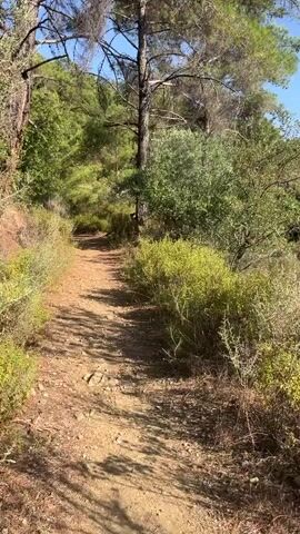 A dirt path winds through a sun-dappled forest. Tall trees with sparse green foliage line the path, casting shadows on the ground. To the right of the path, dense green shrubs grow abundantly. The path leads uphill, curving slightly to the left. In the distance, more trees cover the rolling hills. The sky is a clear, bright blue. The overall impression is of a peaceful, natural environment, possibly a hiking trail.