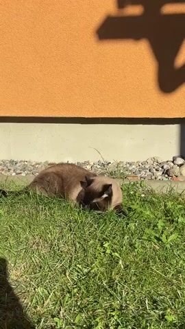 A brown cat with dark points lies on green grass in front of an orange wall. The cat is facing downwards into the grass, appearing to be grooming or playing. The sun casts a shadow of a person or object onto the wall. The ground behind the cat is covered in small stones.