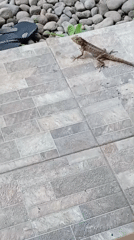 Lizard roams a tiled backyard patio in Kediri City