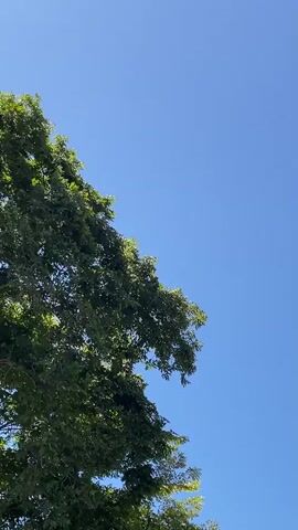 The shot is a low-angle view looking up at the branches of a green tree against a clear blue sky. A single bird briefly flies into the frame from the left side of the screen before disappearing. The lighting suggests a sunny day.