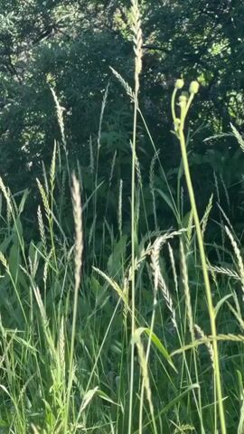 The video shows a close-up, low-angle view of tall green grass and other vegetation swaying gently in the breeze. The sun is shining, creating highlights on the blades of grass and casting shadows. In the background, there are darker green trees or bushes, providing a blurred backdrop. The focus is on the details of the plants, with some stalks of grass featuring seed heads or developing buds. The overall impression is one of a natural, outdoor environment on a sunny day. No people or specific actions are visible beyond the natural movement of the plants.