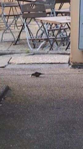 A small bird is on the ground pecking at something. It is near some outdoor tables and chairs. The ground is paved.