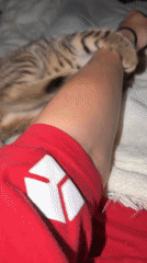 Tabby kitten sleeps, plays with owner on blanket