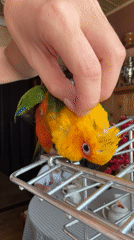 Person pets colorful parrot on cage in Khimki