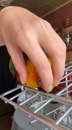 Person pets colorful parrot on cage in Khimki